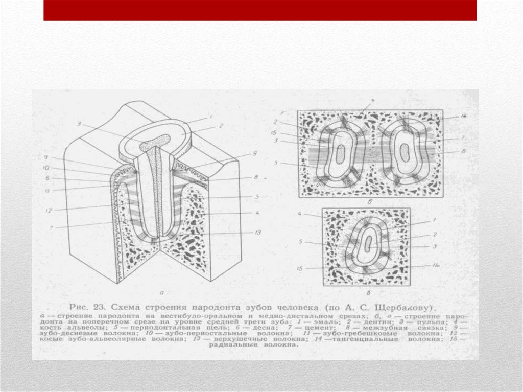 Строение пародонта. Схема строения пародонта. Пародонт схема. Схема строения тканей пародонта. Схема строения пародонта зубов.