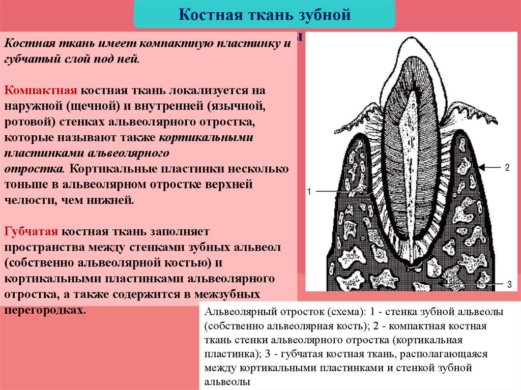 Особенности строения пародонта у детей презентация