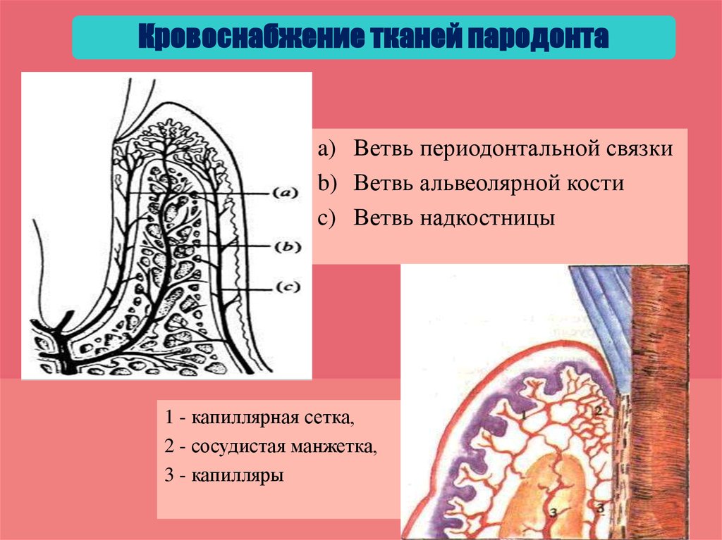 Анатомия пародонта презентация