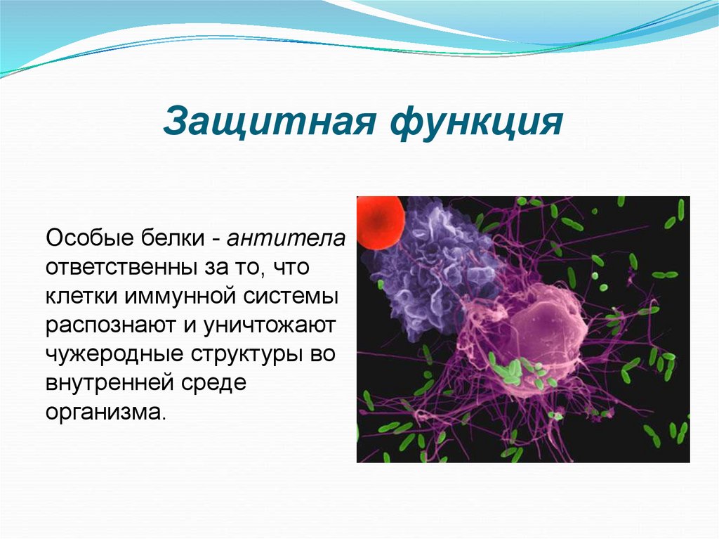 Защитные функции организма