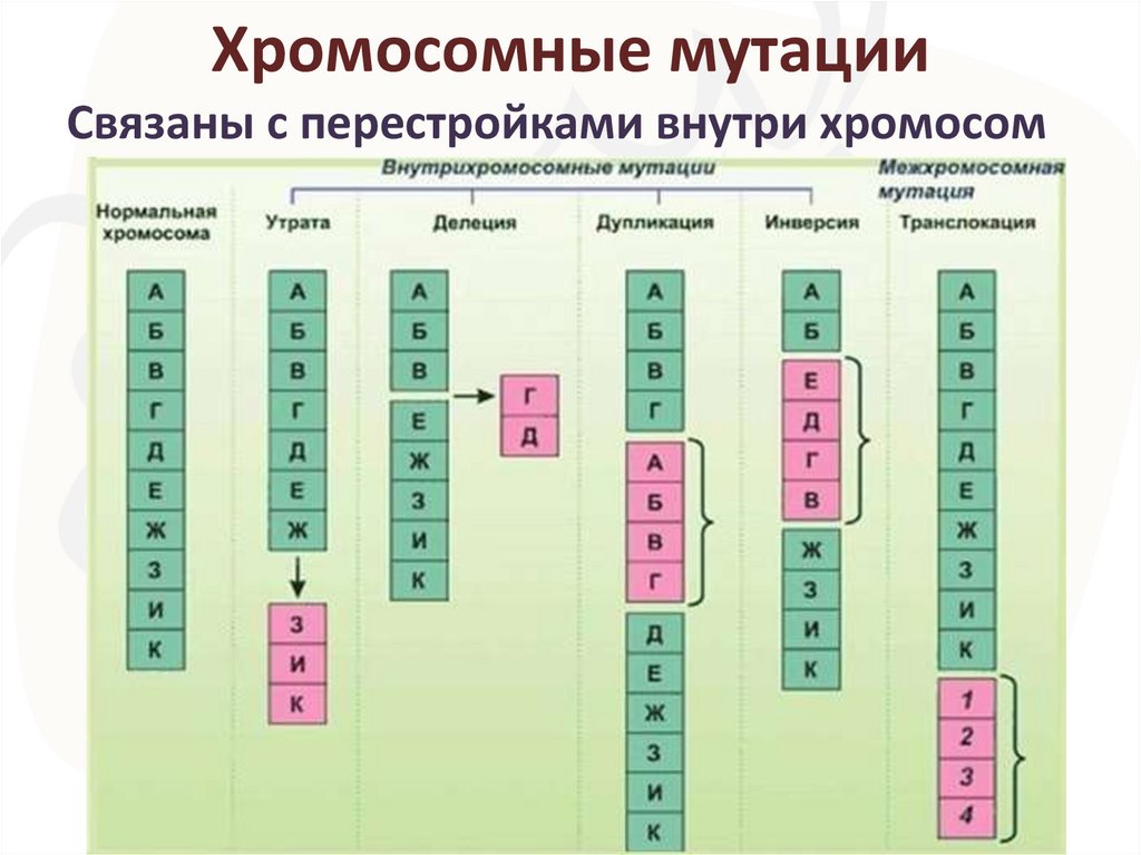 Мутационная изменчивость виды мутаций презентация биология 10 класс