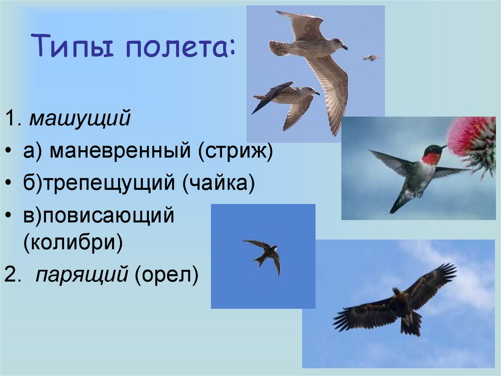 Средняя скорость полета птиц. Типы полета птиц. Виды перелета птиц. Какими видами летают птицы. Название летающих птиц.