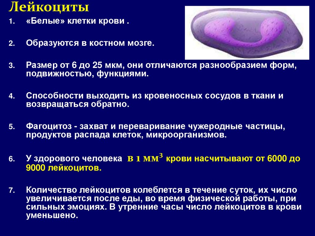 Лейкоциты не имеют постоянной формы