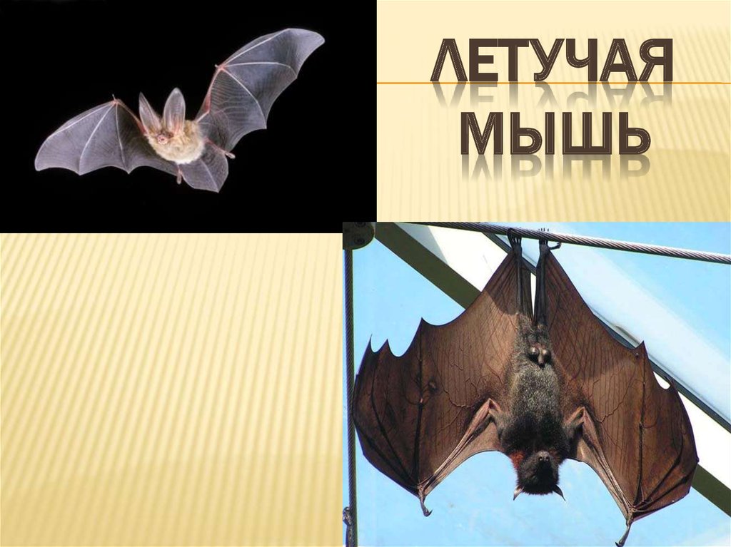 Летучая мышь