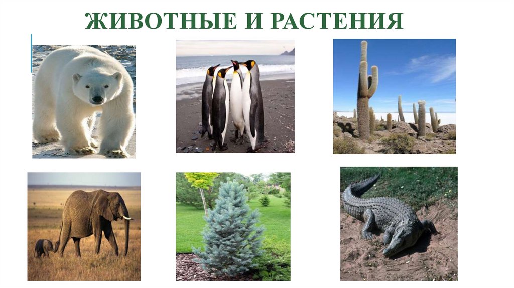 Животные и растения