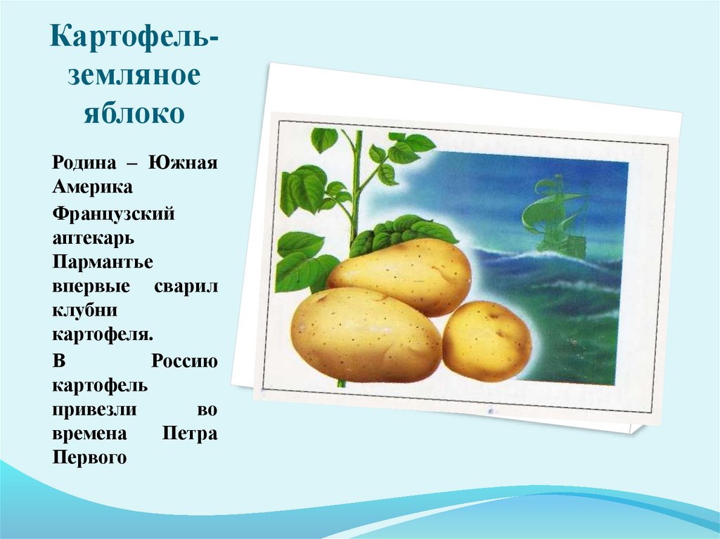 Откуда картошка в россии. Картофель презентация. Пересказ про земляные яблоки.