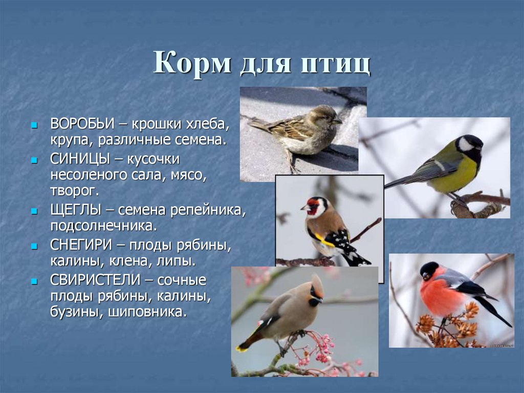 Птицы текст картинки