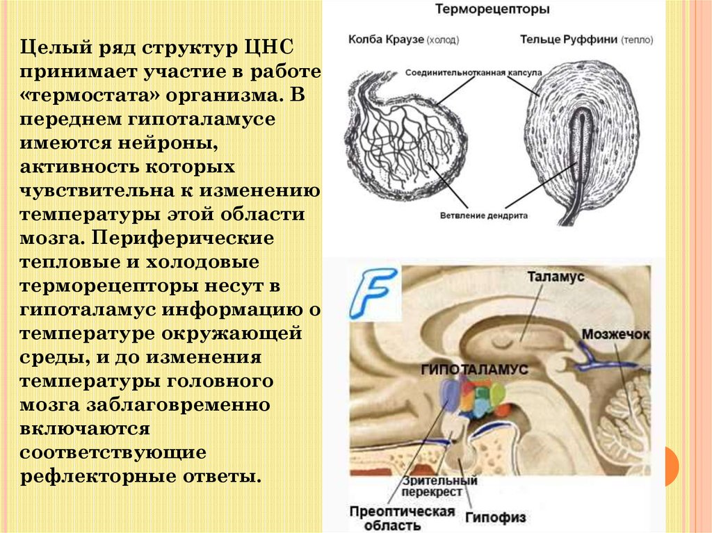 Строение ряды