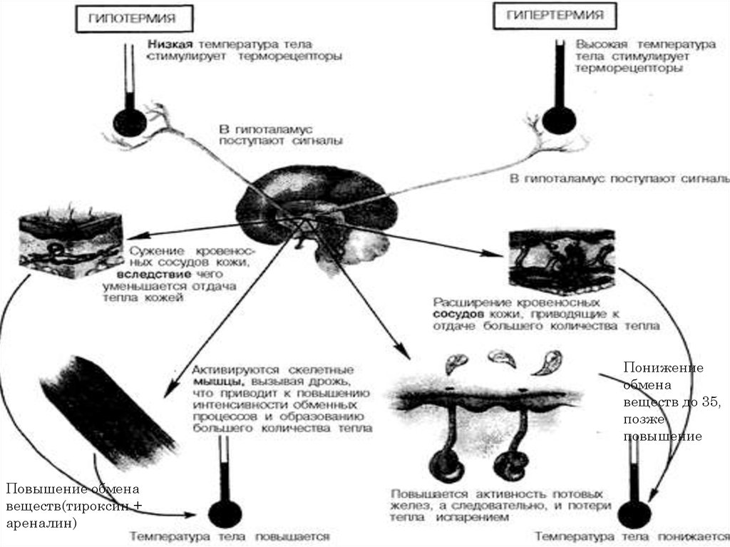 Температурная сенсорная система презентация