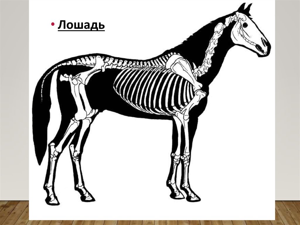 Лошадь скелет. Скелет лошади анатомия. Скелет лошади референс. Скелет коня анатомия. Осевой скелет лошади.