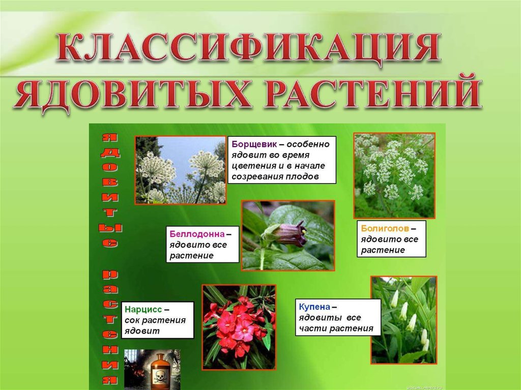 Ядовитые растения орловской области фото и описание