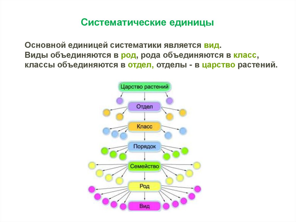 Хвощи систематика