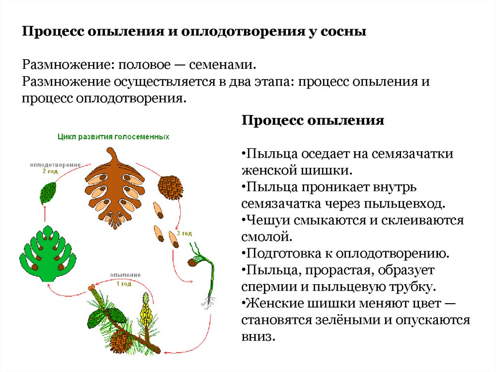 Размножение папоротников. Размножение папоротников схема. Половое размножение папоротников. Размножение папоротника листом.