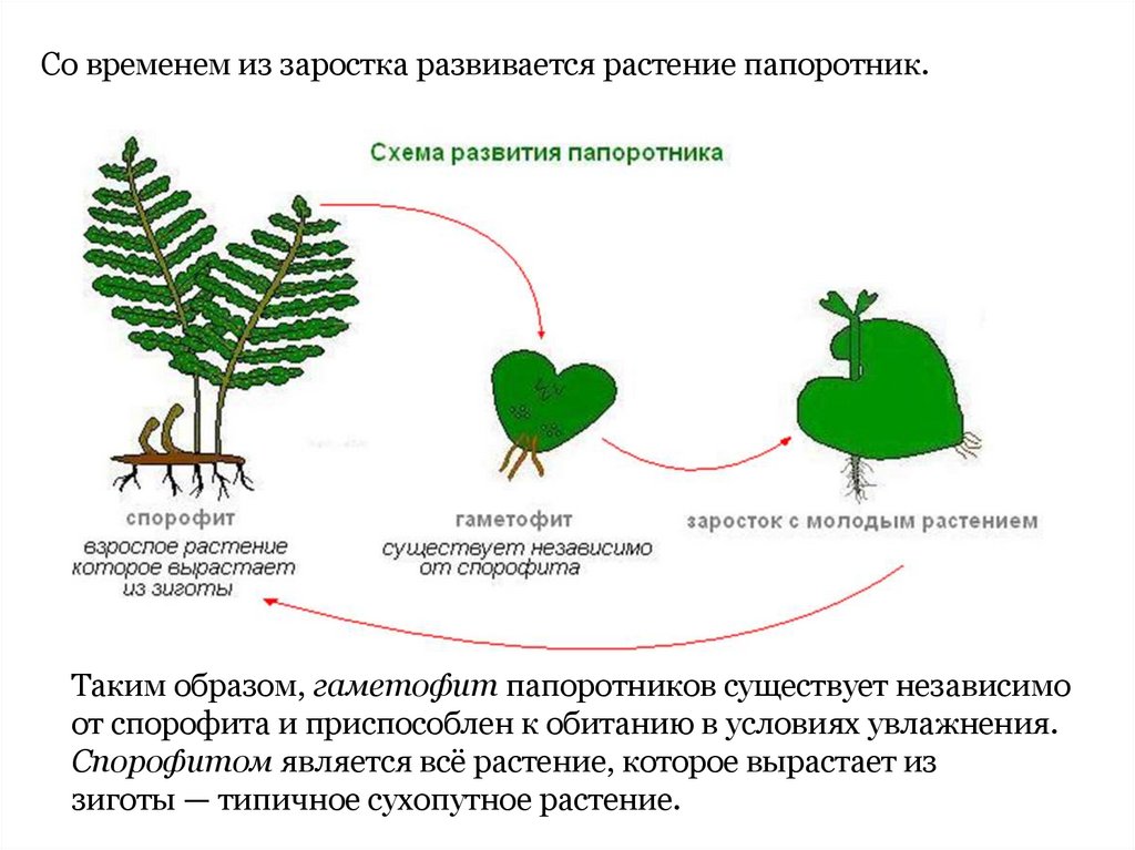 Размножение папоротников схема с пояснением