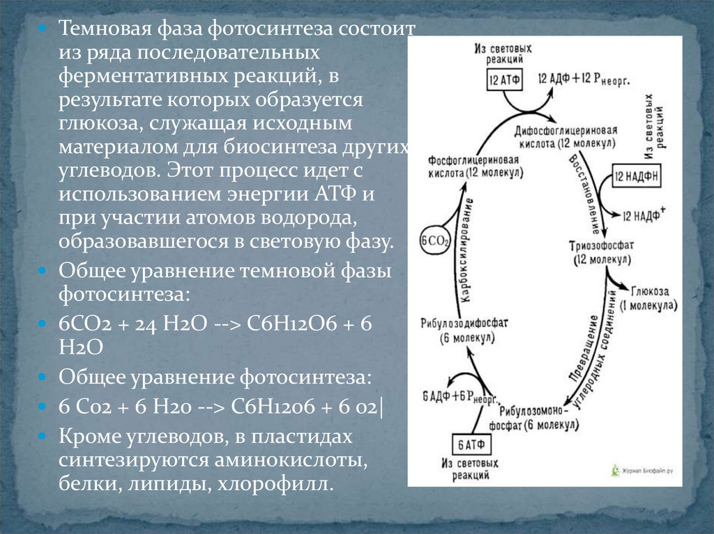 Темновая фаза фотосинтеза схема. Как изменится интенсивность дыхания и интенсивность фотосинтеза