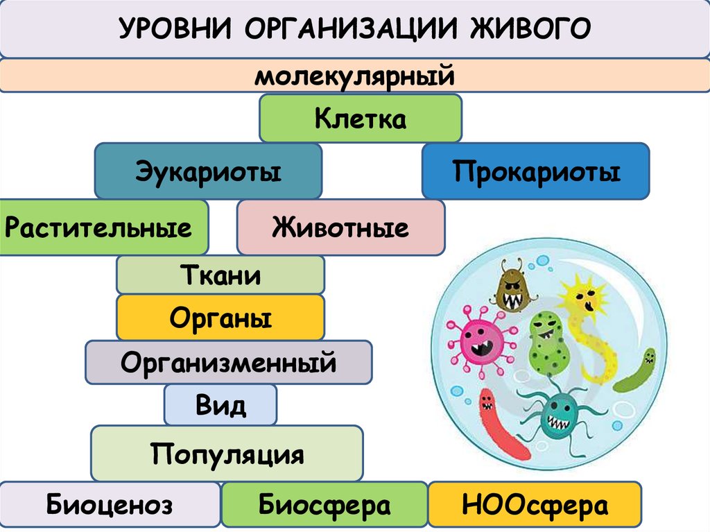 Лекция по теме Концепция уровней биологических структур и организация живых систем