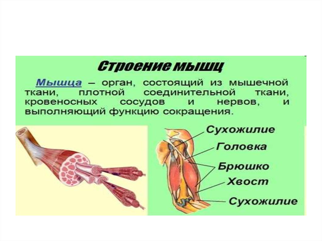 Главная функция мышцы. Функции мышц. Строение мышцы. Мышечная система строение и функции. Функции мышц человека.
