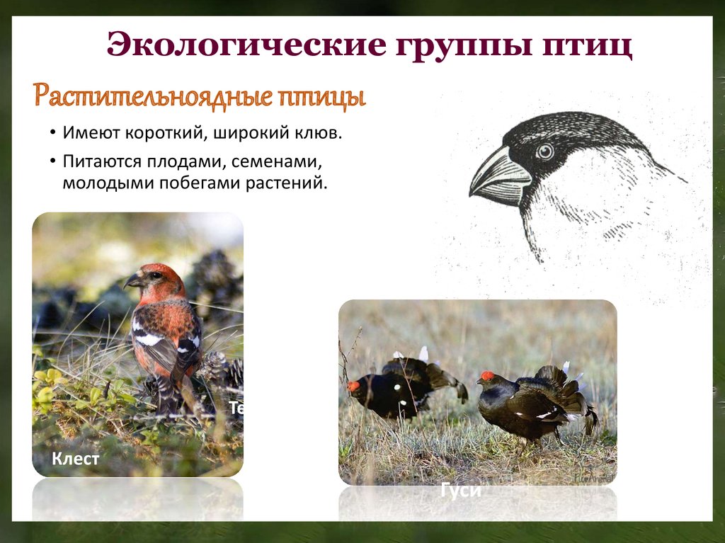 Сообщение экологические группы птиц