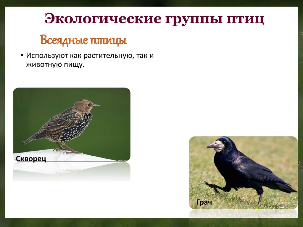 Сообщение экологические группы птиц. Экологические группы птиц. Разнообразие птиц их роль в экосистемах. Проверочная работа экологические группы птиц. Экологические группы птиц самостоятельная работа.