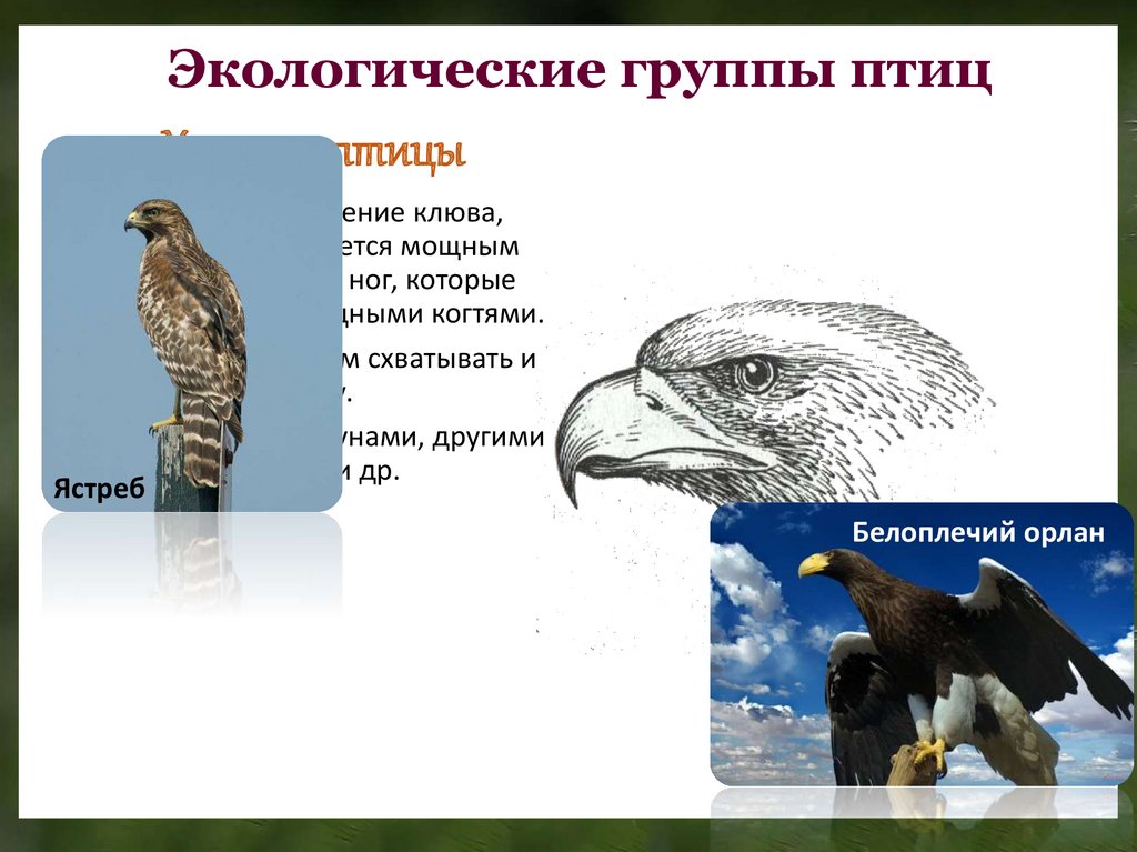 Разнообразие птиц презентация. Экологические группы птиц презентация. Презентация на тему разнообразие птиц. Экологические группы птиц кратко.
