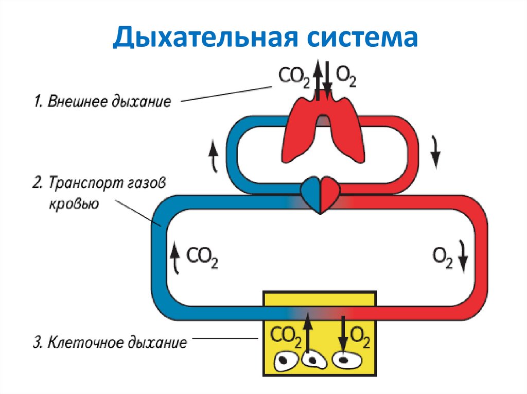 Транспорт газов картинка