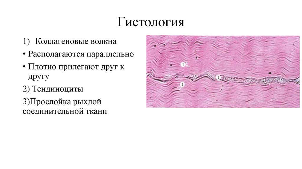 Плотная оформленная ткань сухожилия. Коллагеновые волокна соединительной ткани. Сухожилие поперечный срез гистология. Строение сухожилия гистология. Плотная оформленная соединительная ткань препарат.
