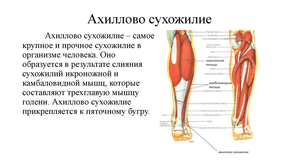 Ахиллово сухожилие фото где