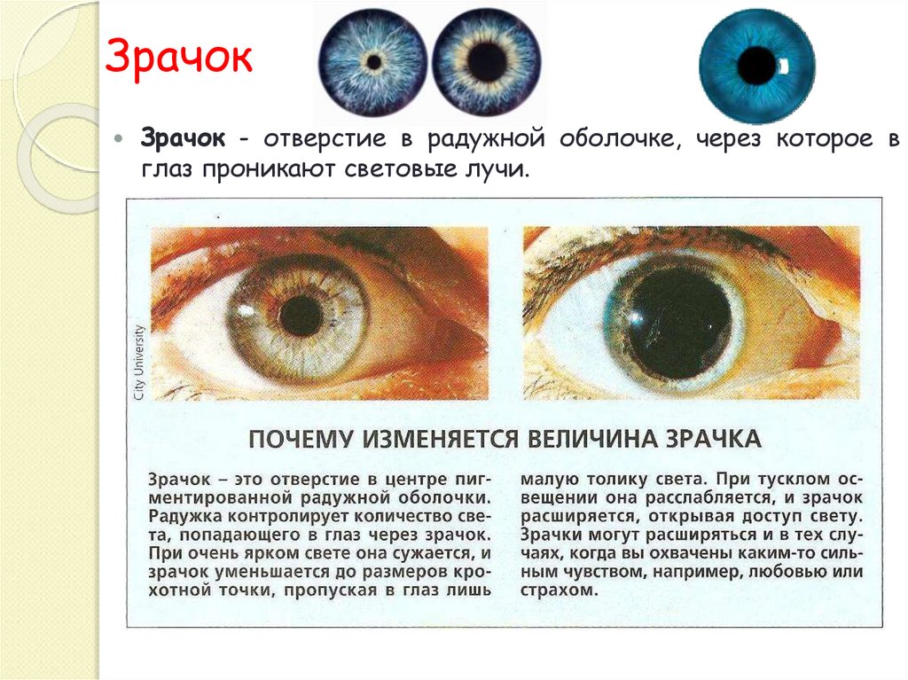 Глазами есть причина по. Орган зрения зрачок. Изменение размера зрачка.