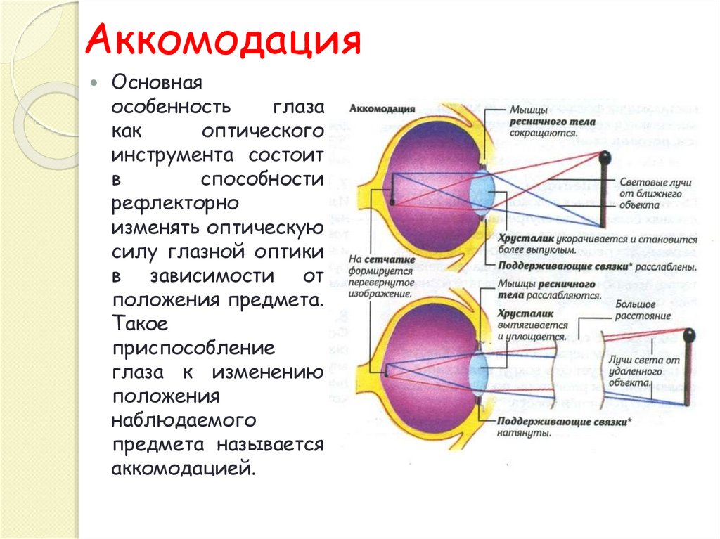 3 оптическая система глаза. Аккомодативный аппарат глаза механизм аккомодации. Механизм развития аккомодации. Схема аккомодации хрусталика. Физиологические механизмы аккомодации глаза кратко.