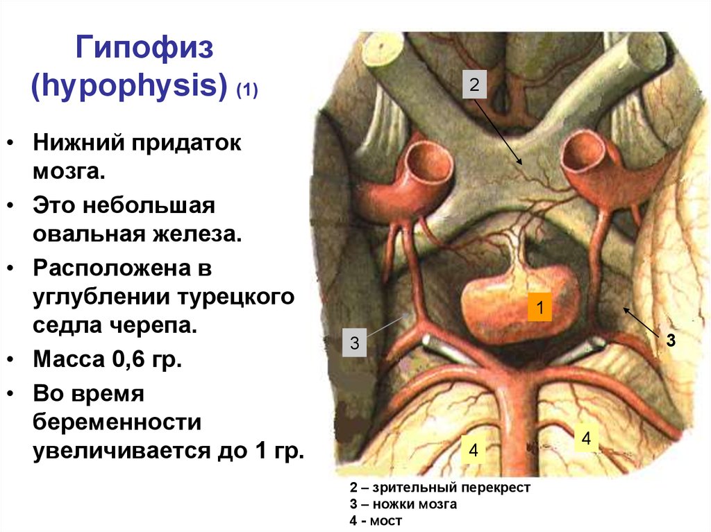 Место гипофиза. Топография железы гипофиза. Гипофиз топографическая анатомия. Расположение гипофиза у человека. Гипофиз топография строение.