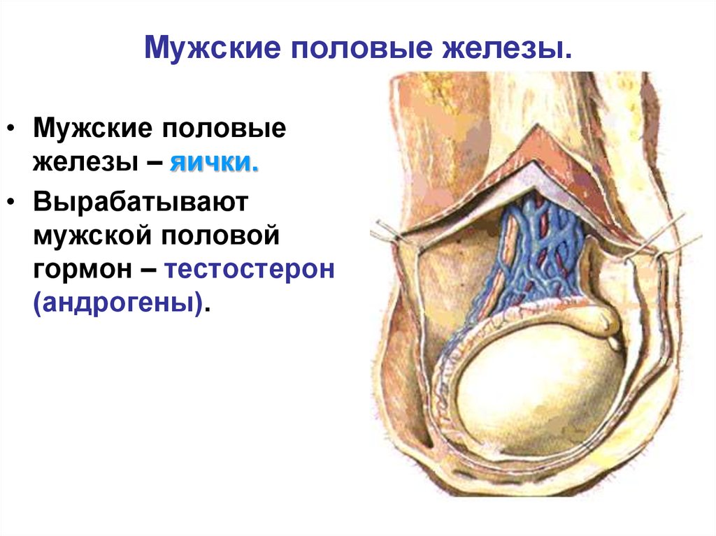 Половы железы. Половые железы. Мужских половых желез. Мужская половая железа.