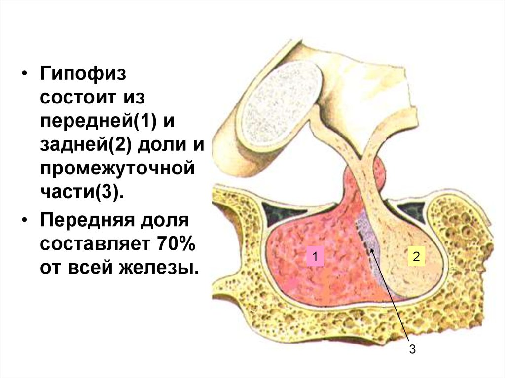 Гипофиза половых желез. Доли гипофиза передняя задняя промежуточная. Половые железы. Переднюю, промежуточную и заднюю долю гипофиза. Гипофиз половые железы.