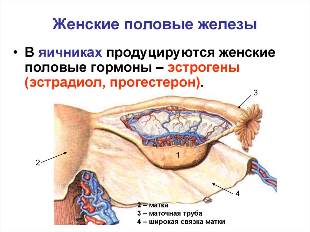 Анатомия половых желез. Анатомическое строение половых желез. Половая железа строение. Строение женских половых желез.