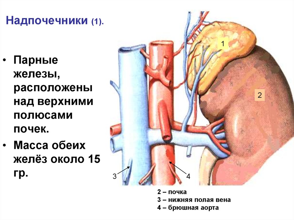 Hu надпочечника