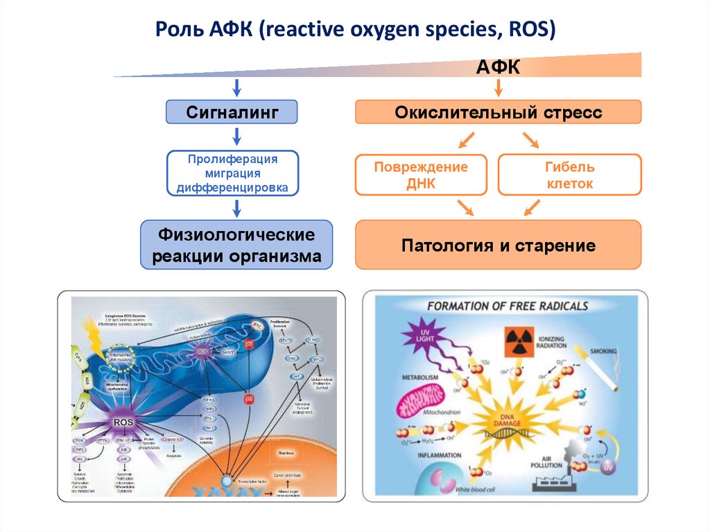 Реакции организмов биология. Генерация активных форм кислорода. Роль активных форм кислорода. Активные формы кислорода АФК. Роль активных форм кислорода в норме.