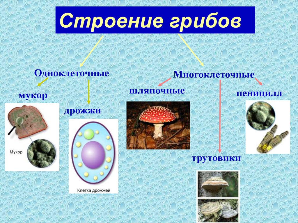 Шляпочные грибы многоклеточные. Дрожжи одноклеточный или многоклеточный гриб. Одноклеточные и многоклеточные царство грибы. Грибы это одноклеточные или многоклеточные организмы. Классификация грибов одноклеточные и многоклеточные.