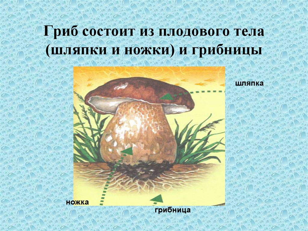 Тело грибов состоит из многочисленных. Шляпка ножка грибница. Грибница состоит из. Гриб состоит. 5.Грибница гриба состоит:.