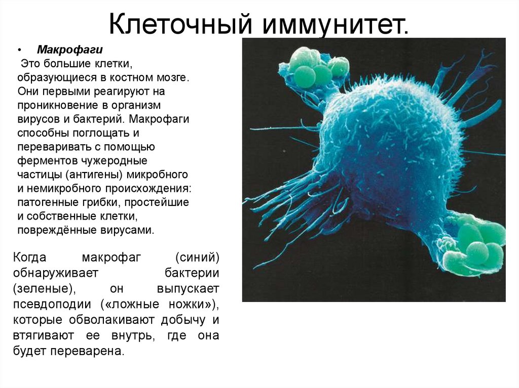 Собственные иммунные клетки