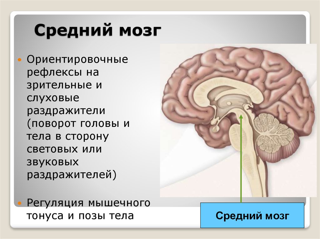 Средний мозг включает в себя. Средний мозг. Слуховой Ориентировочный рефлекс. Средний мозг значение.