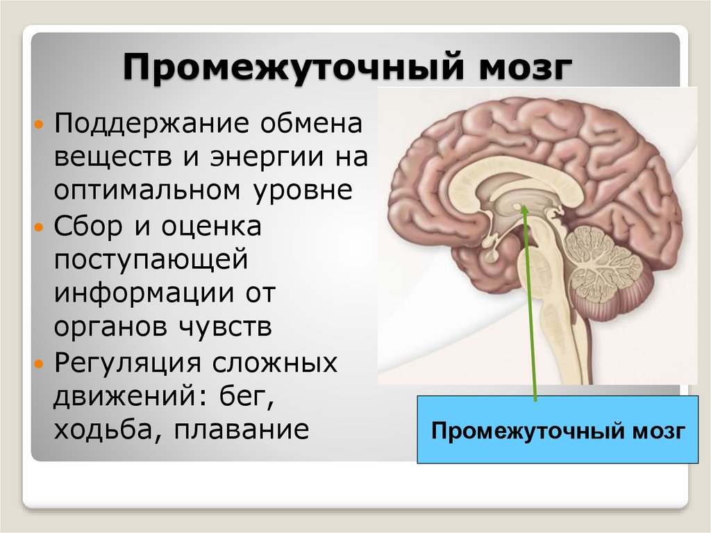 Средний и промежуточный мозг строение. Промежуточный мозг. Промежуточный мозг строение. Промежуточный мозг картинка. Промежуточный мозг рисунок.
