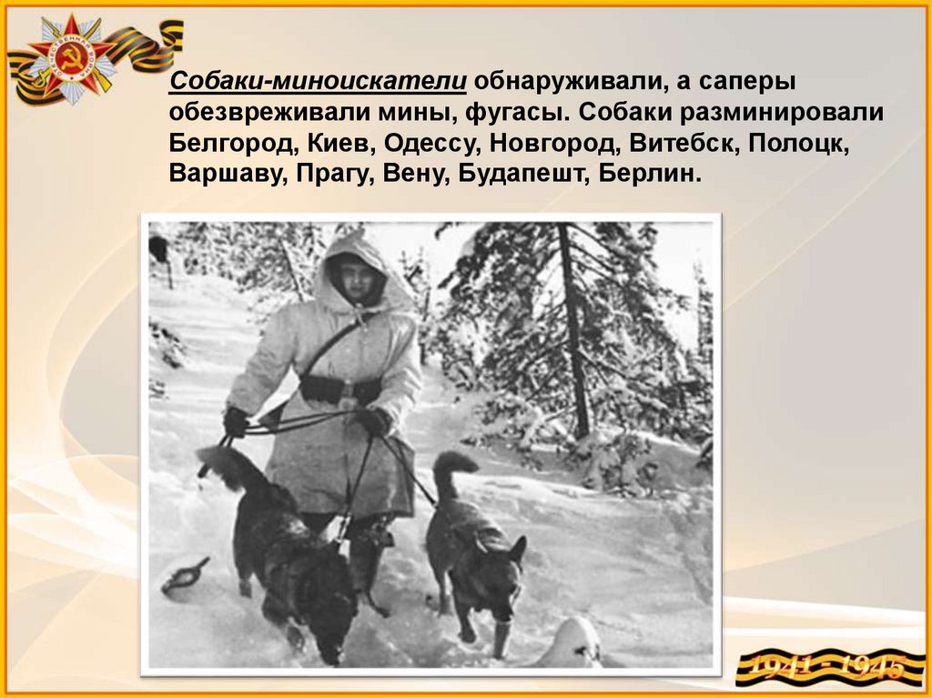 Собаки-миноискатели обнаруживали, а саперы обезвреживали мины, фугасы. Собаки разминировали Белгород, Киев, Одессу, Новгород,