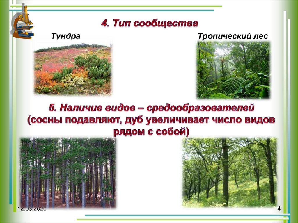 Вид средообразователь в лиственном лесу. Виды средообразователи это. Видовая структура растительного сообщества средообразователи. Виды средообразователи тропического леса.