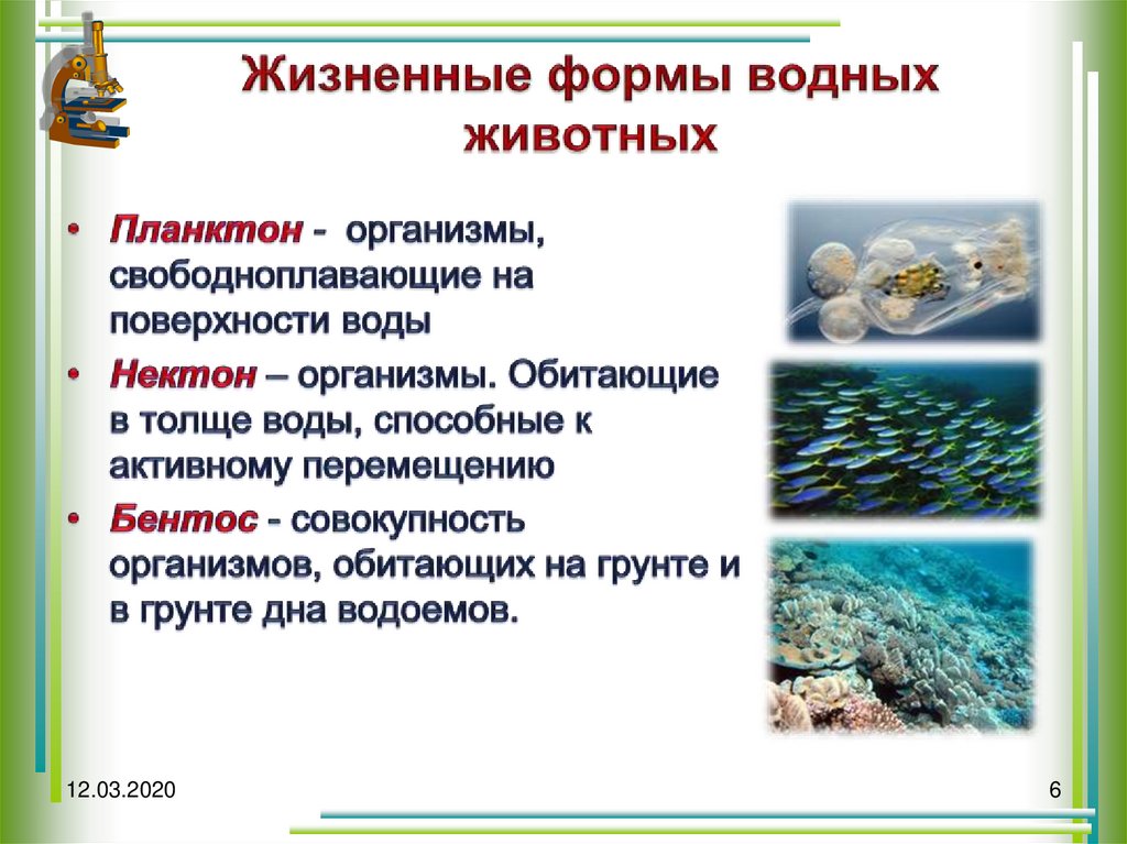 Планктон Нектон бентос. Жизненные формы водных животных.