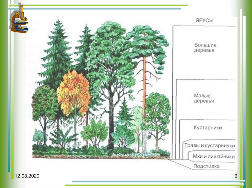Растения 4 яруса леса. Вертикальная структура биоценоза ярусность. Пространственная структура биоценоза ярусность. Структура биоценоза ярусность. Пространственная структура экосистемы ярусность.