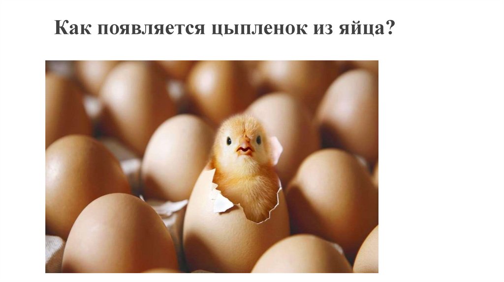 На какой день в яйце цыпленка. Яйцо цыпленок. Как появляетьсяцыпленок Вяйце. Формирование птенца в яйце. Появление цыпленка из яйца.