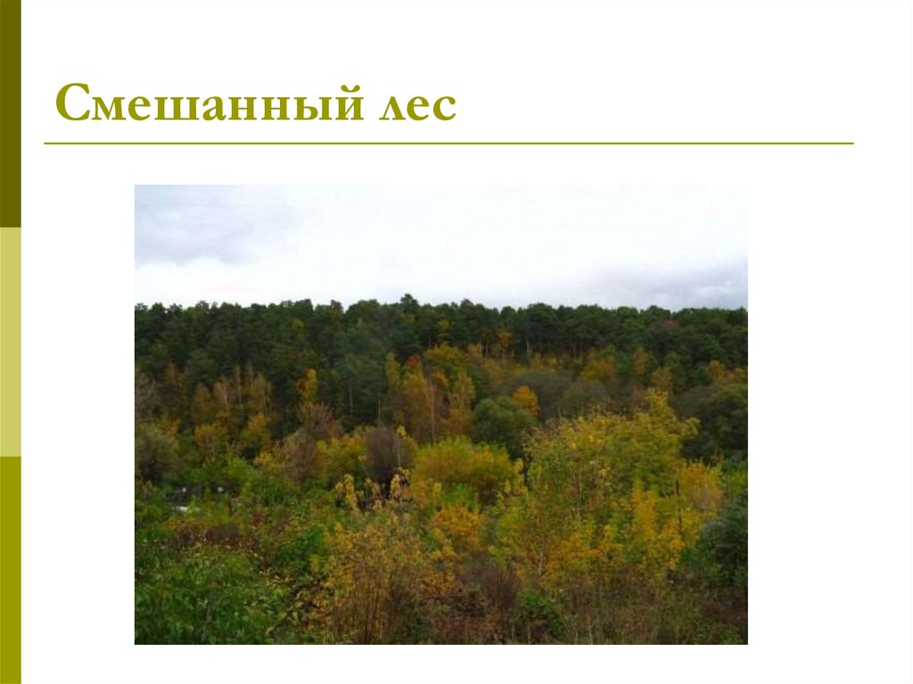 Смешанный лес факторы. Смешанные леса России. Природные зоны России смешанные леса. Степи смешанные и широколиственные леса. Смешанных и широколиственных лесов, и степей.