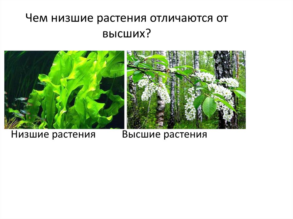 Бактерии в отличие от низших растений. Низшие растения. Высшие и низшие растения. Примеры низших растений. Низшие растения представители.