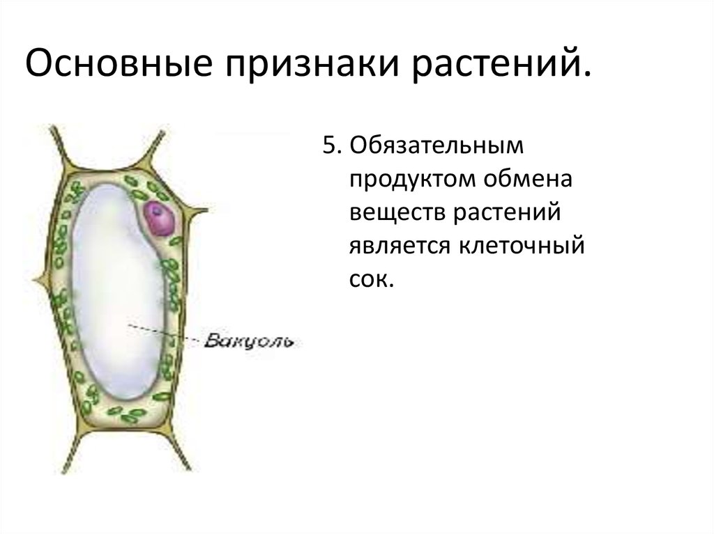 Важнейшим признаком растений