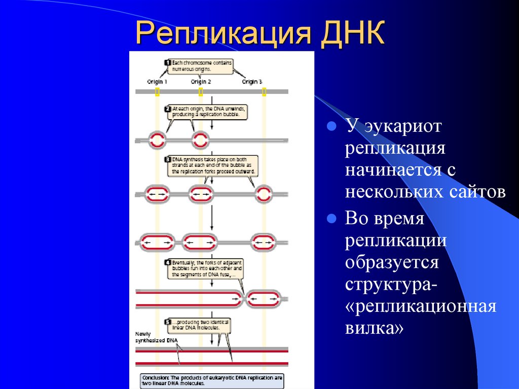 Репликация у эукариот происходит