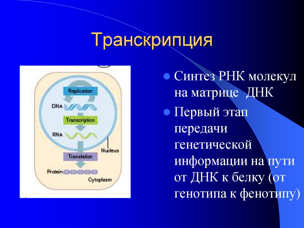 Схема наследственной информации. Передача информации на РНК. Передача генетической информации. Направление передачи генетической информации при трансляции. ДНК передача информации на РНК.